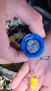 Esta es la mejor linea y carnada para atrapar grandes carpa . #pescadecarpa #parapescarcarpa #pesca #fishing #viral #carpfishing | pesca CON chuchin