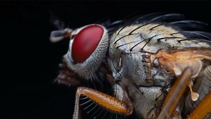 Five Tips For Getting Better Natural Insect Macro Photography