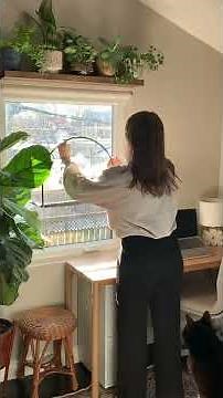 BEST Cat Window Perch?