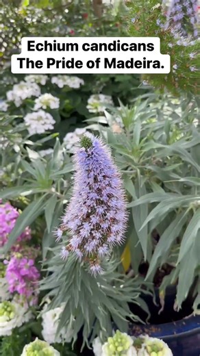 Echium candicans | The Pride of Madeira #flowers #spring #nature #plants #fypシ゚