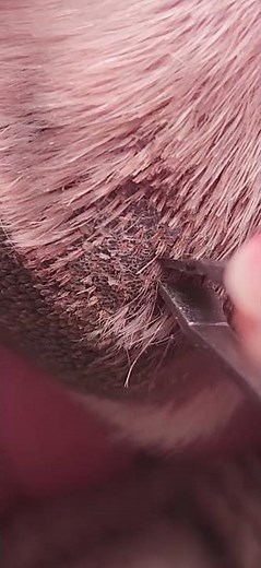 #pets #impacted hair follicles