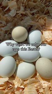 Why won’t we color our eggs this Easter?? Our chickens did it for us! We have 5 Prairie Bluebell Eggers that are supposed to lay a light blue egg, but we have one or two that lay a light green, and one that lays an olive color. I’m assuming they just aren’t true bluebells. Easter Egger chickens is a name for the mix breed of colored egg layers, and they can give you anywhere between blue, green, pink, or brown eggs. Some chicken breeds are bred specifically to get a likely colored egg like our b
