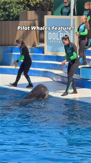 COOL PILOT WHALE FEATURE AT SEAWORLD SAN DIEGO! 😍🐳 • #seaworld #pilotwhales #seaworldsandiego #seaworldvideos #whale #animals #seaworldorcas #seaworldparks #marinelife #whales #zoo #orcas #cuteanimals #cute #fun #funny #fy #fyp #travel #reels #reelsvideo #love #fypシ #cool #viralreel #reelsfyp #reelsitfeelit #reelsfypシ #reelsfeed #reelsfb | SeaWorld Videos