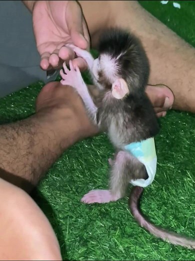 topmonkeydailyclips (@topmonkeydailyclips) - Baby Monkey's Adorable Attempts to Seek Attention