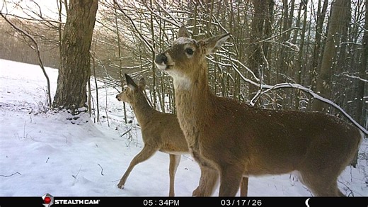 Game Commission to finalize hunting seasons April 11. What's expected
