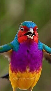 Gouldian Finch Singing Beautiful High-Pitched Melodies | Pure Birdsong (No Music)