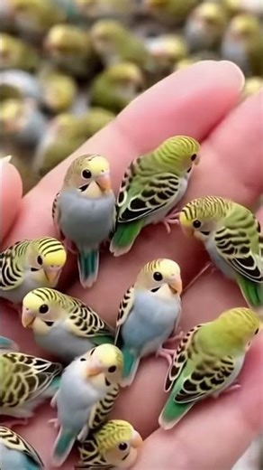 denger fish 🐠🐟 with baby animals vs Big animals #animals #vews #cuteanimals #video #denger #fish