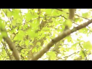 The Ecology of Ginseng, Goldenseal, Trillium, and Ramps