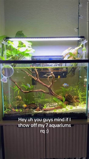 Creative Stocking Ideas for Community Aquariums