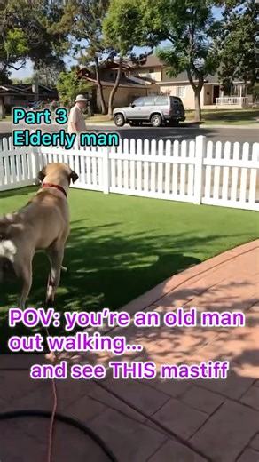 Would you do the same… or different? #englishmastiff #dogshorts #fyp #viralvideo