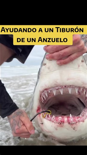 El Tiburón puede quedar gravemente herido cuando un anzuelo se le incrusta en la boca durante la pesca. En algunos casos, buzos o pescadores responsables intervienen para retirarlo con cuidado, reduciendo el riesgo de infección o dificultad para alimentarse