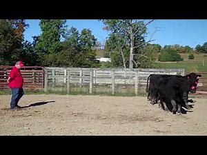 BQA-Low Stress Cattle Handling