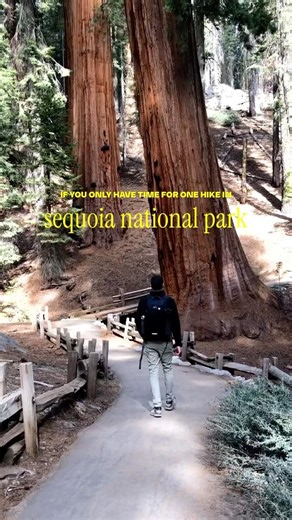The magic of Sequoia National Park 🌳 ✨