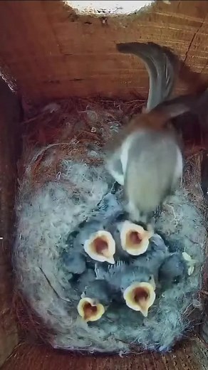 The Story of Chickadee Chicks Growing up #ChickadeeFamily #ParentingGoals #NurturingLove #FlightBound #FYP