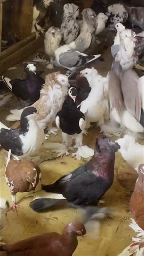 🏡 Inside My Pigeon Loft – Quick Tour! #pigeons #pigeon #pigeon101