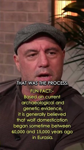 Joe Rogan explains The evolution of WOLVES into DOGS🤯!!! #joerogan #jre #shorts #flagrant