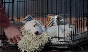 How to Get a Puppy to Sleep Through the Night | Chewy