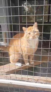 UPDATE: ADOPTED Garfield needs YOUR help ‼️ He needs freedom to explore but at the moment he has to be confined because he has left for the farm. So its for his safety but he's not coping & its not fair on him. He wants a warm bed and lots of love! He had been living in a home but his owners moved and he was left behind. He is exceptionally loving, friendly and adventurous - but he really needs space. Age: Approximately 4/5 years Sterilized, tested & vaccinated: Yes Cat friendly: Yes Dog friendl