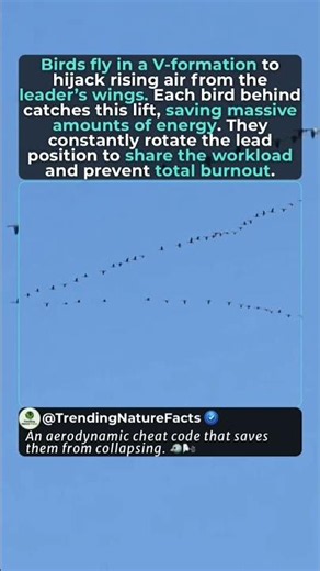 Why Birds Actually Fly In A V-Formation | Biological Hack
