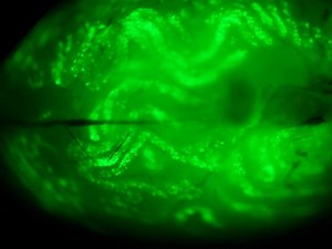 In Vivo Microinjection and Electroporation of Mouse Testis