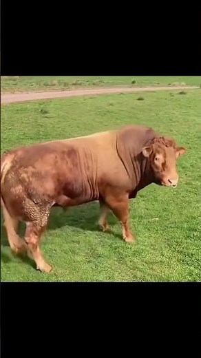 Bull Spots Cows—and His Reaction Is Priceless