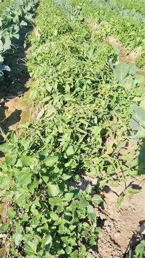 Is Intercropping Better Than Single Cropping? | 3 Crops on One Acre – Sugarcane, Cabbage & Tomato