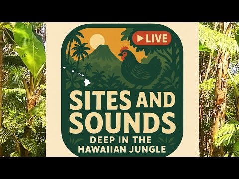 ASMR Sites and Sounds Deep in the Hawaiian Jungle PARADISE UNPLUGGED HAWAII is live!