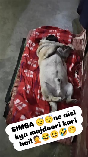 simba cutie 🥰😍🥰 on Instagram: "Simba😴ne aisi kon si baal majdoori kari hai!😂😆🤣🤭🤦"