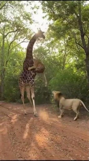 Tiger Climbs a Giraffe’s Neck to Escape a Lion!