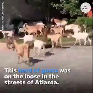 41K views · 17 reactions | This herd of goats escaped and decided to enjoy a stroll through the streets of Atlanta. | USA TODAY Video | Facebook