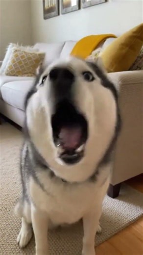 Why Huskies Are The Most Dramatic Dogs #husky #funnyanimal #petlife #dogsoftiktok #huskey_dog #dog