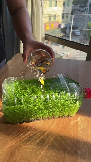 Creative Ideas for Making Aquariums from Mineral Water Bottles