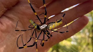 These are 5 of the biggest spiders in SC. How dangerous are they?