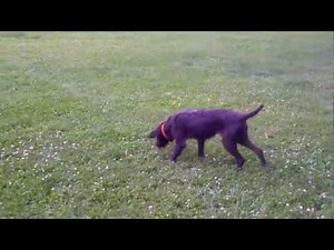 Pudelpointers For Sale - 2 SOLD! One Male Still Available