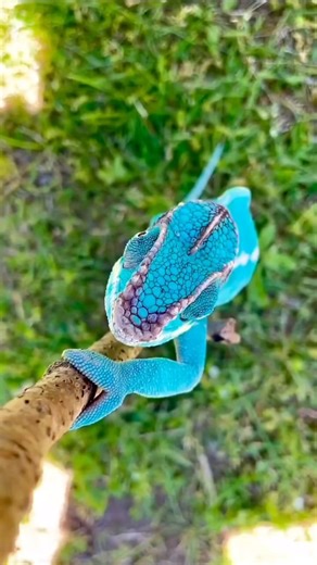 The Panther Chameleon (*Furcifer pardalis*) of Nosy Be is a stunning reptile known for its vivid colors and unique characteristics. Native to Madagascar, including the island of Nosy Be, these chameleons are renowned for their ability to change colors based on their mood, temperature, and environment. Adult males are particularly striking, displaying vibrant hues of red, green, blue, and orange. Their coloration serves multiple purposes, including camouflage, communication, and thermoregulation.