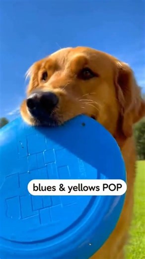 Dogs See Colors Differently Than You Think
