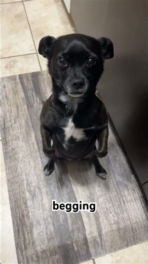 My dog always begging! What do you want now??