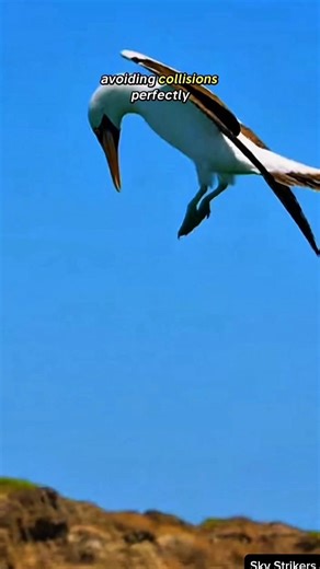 Sky Strikers: Amazing Bird Diving and Fishing Moments. #fishingbirds #nature #seabirds #ai #shorts