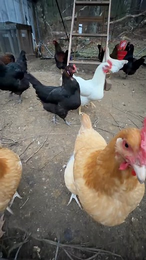 34K views · 695 reactions | Ladder is chicken approved  | Luke’s Goldies | Facebook