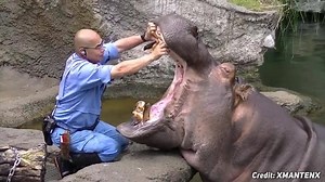 27K views · 74 shares | Hippo Brushing Teeth  | Animal World | Facebook
