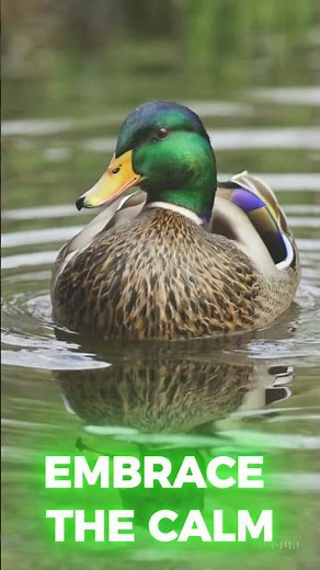 Mallard Duck Ringtone | Unique Bird Sound for Your Phone! #birds #birdslover #birdsound #nature