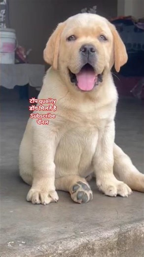 labrador Dog Ko Sirf Pyar Chahiye❤❤❤❤True Loyalty#labrador #dog#viral#dogshorts#shortfeed #asmr #lab