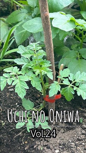 👨‍🌾【うちのおにわ Vol.24】先日斜め定植した『プチトマト』のその後をお伝えします！#庭 #家庭菜園 #トマト