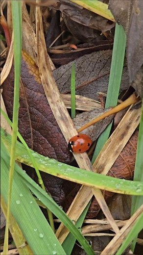 Seven-Spotted Lady Beetle 🐞 Canada’s Tiny Pest-Control Heroes #ladybug #insects #canada #wildlife