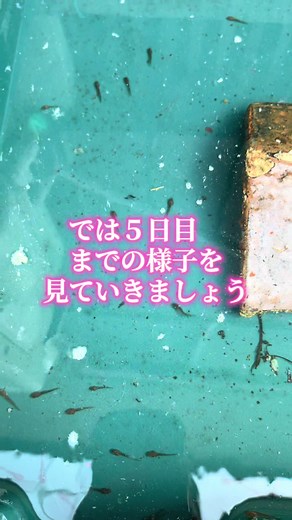 産まれてから5日間の観察日記と当面のエサ #カエル #蛙 #天然記念物 #田舎 #モリアオガエル 産まれた場所に水辺がない親ガチャ失敗したモリアオガエルの子供、通称モリアオキッズ。 飼い主が可哀想なんで保護しなんとか孵化まで漕ぎつけました。 今日は５日目までの様子とおすすめされたキャベツをエサとして投入したのでその様子をご覧ください。