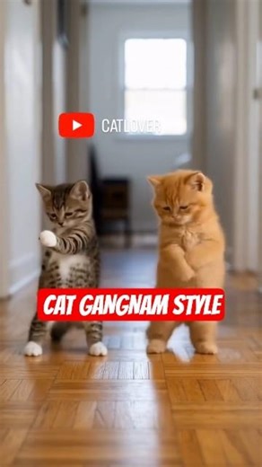 Cat Gangnam style