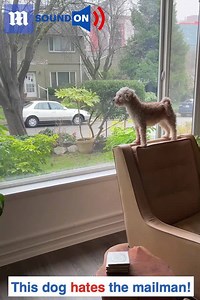 223K views · 164 reactions | No mail is safe when this dog is around! Via ViralHog | Daily Mail US | Facebook