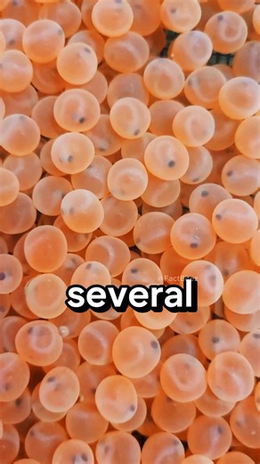 SALMON ARTIFICIAL BREEDING EXPLAINED ‼️😱