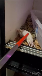 3.9K views · 16 reactions | FALSE WATER COBRA FEEDING TIME! #reptiles #snake #animals #wildlife #snaketattoo #lizard #herping #colubrid #ballpythonbreeding #wildlifephotography #pythonregius #pythons #boaconstrictor #ballpythonbreeder #snakelovers #pythonsofinstagram #hognose #love #naturephotography #snakephotography #reptilephotography #petsnake #photography #cobra #snakelove #ballpythonmorph #snek #snakeofinstagram #snakesofinsta #Shorts #virals #best #fyp | Willard DEE | Facebook