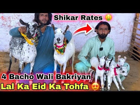 Lal Goat Farm Ne Eidi Da Di Shoqeno Ko 🤑4 Bacho Wali Pateri , Kamori & Barbari Bakriya | Bakra Mandi